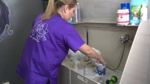 Бишон Фризе. Нюансы при мытье белого Ангела от Евгении Кантутис.