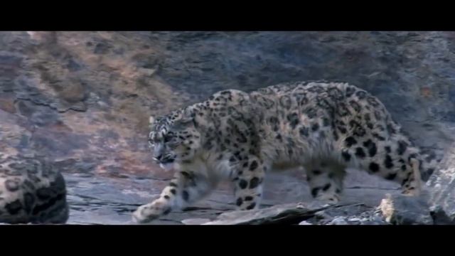 Аэрография\ СНЕЖНЫЙ БАРС НА JAGUAR F-PACE смотреть онлайн