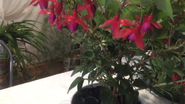 Комнатные цветы.Моя цветущая фуксия в октябре. смотреть онлайн