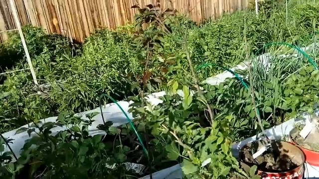 Виноград #Загадка_Шарова и #Башкирский_ранний после зимы. смотреть онлайн