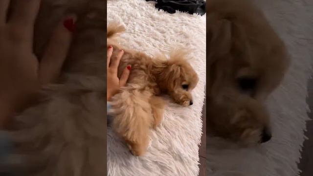 Валя Карнавал с собакой///🐶🐾 смотреть онлайн