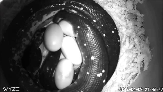 Green Tree Python - Snake Laying Eggs смотреть онлайн