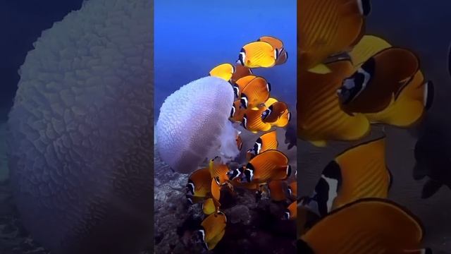 Подводный мир mp4 смотреть онлайн