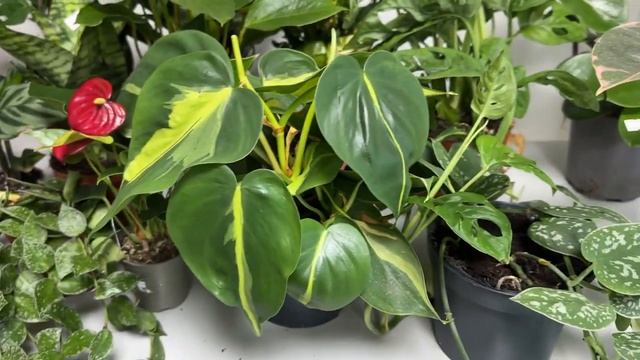 ? СКИДКА 60% на ОРХИДЕИ и КОМНАТНЫЕ РАСТЕНИЯ! 31.10.23 Купить орхидею смотреть онлайн