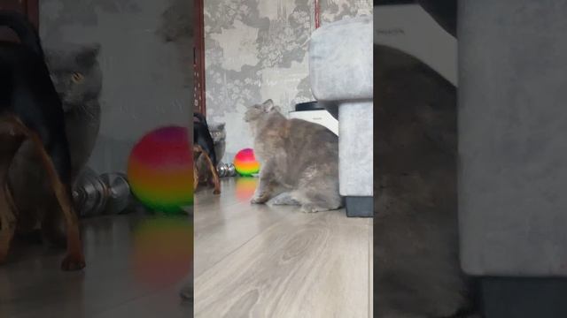 #цвергпинчер #кошка #вислоухие #собака охота??? смотреть онлайн