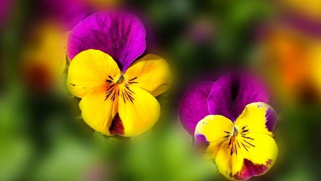 За спасение дочери, шеф ресторана взял сиротку посудомойщицей, а когда у богачки случился приступ… смотреть онлайн