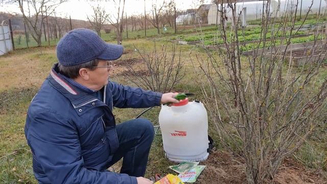 Готовим плодово-ягодные кустарники к зимовке. смотреть онлайн