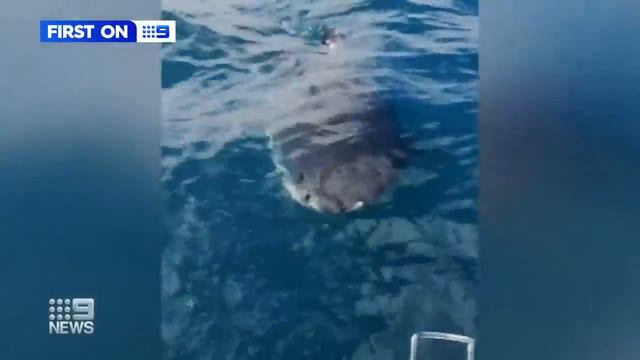 Terrifying video captures great white shark attacking boat in Victoria | 9 News Australia смотреть онлайн