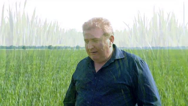 Пшеница "Скаген" от Saaten Union - почему этот сорт? Обзор агронома. смотреть онлайн