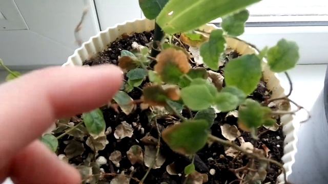 УЕЗЖАЮ ОБЗОР РАСТЕНИЙ эписция гвоздикоцветковая, фикус узколистный, монстера смотреть онлайн