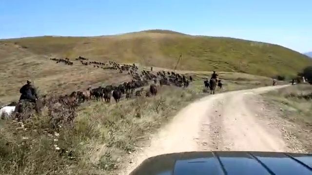 Кабардинская порода(9) смотреть онлайн