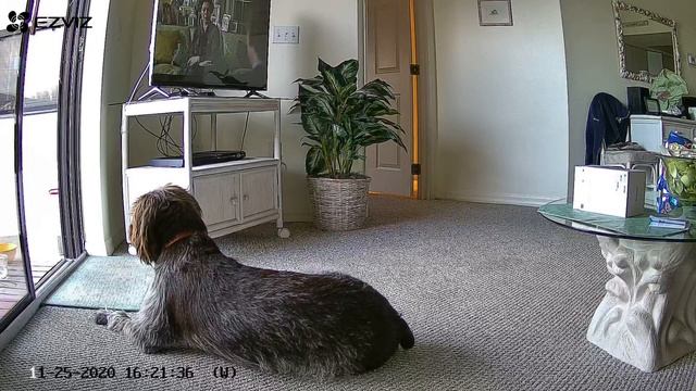 Ezviz HD Camera Test Footage смотреть онлайн