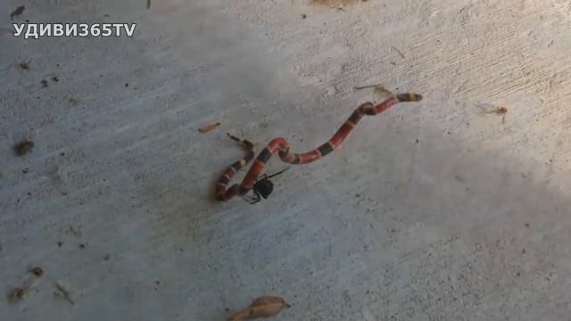 Богомол расправился с черной вдовой. Самые опасные пауки. смотреть онлайн