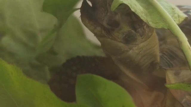 Черепаха по имени Карамелька ест листья одуванчика 3 минуты/Tortoise Caramelka eats leaves 3 minute смотреть онлайн