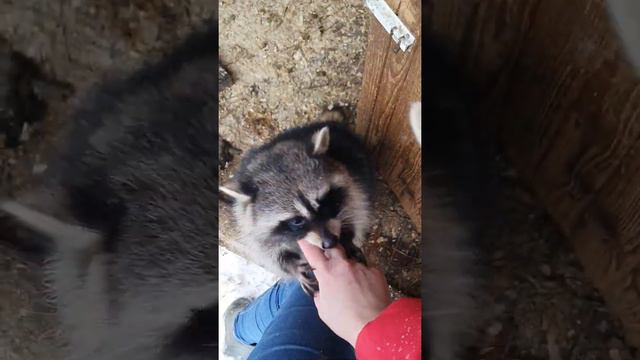 У Сони гон. Она весьма не добра смотреть онлайн