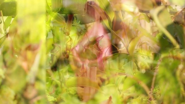 The Ultimate Nepenthes Care Guide - Light смотреть онлайн