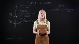 БИОЛОГИЯ 6 класс: Побег и почки