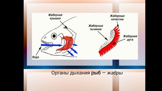 7 класс биология. Органы дыхания животных. Ауесбек Альмира 7И смотреть онлайн