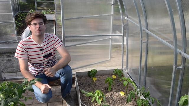 Формирование перца: удаляем пасынки и листья правильно смотреть онлайн