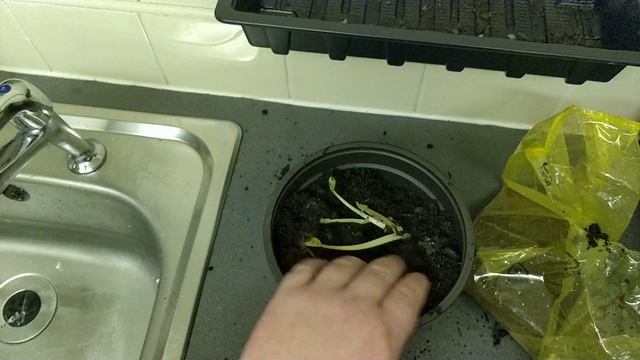 Growing RUSSELL LUPINS from bare roots смотреть онлайн