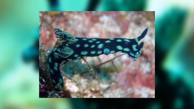 Alpaca of the Sea - Animal of the Week смотреть онлайн