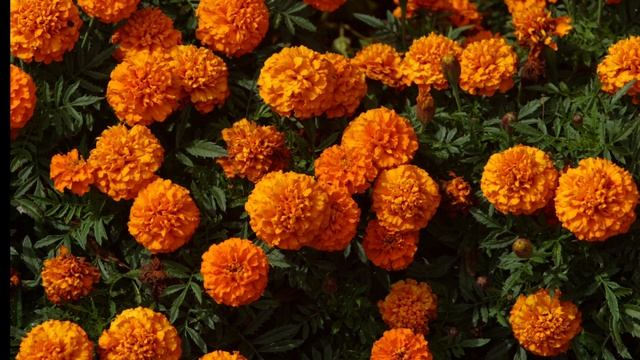 Этот чай способен "вытянуть" 100 болезней #Бархатцы смотреть онлайн