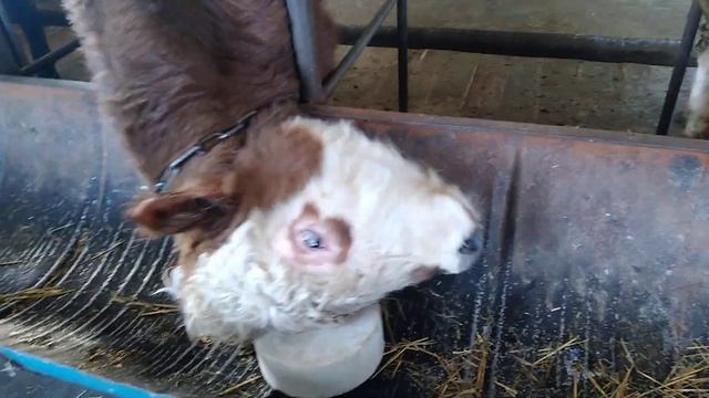 Соль для быков !#)salt For Bulls !سولت لا بيكوف??????