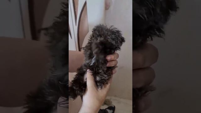 Неведомый зверь! смотреть онлайн