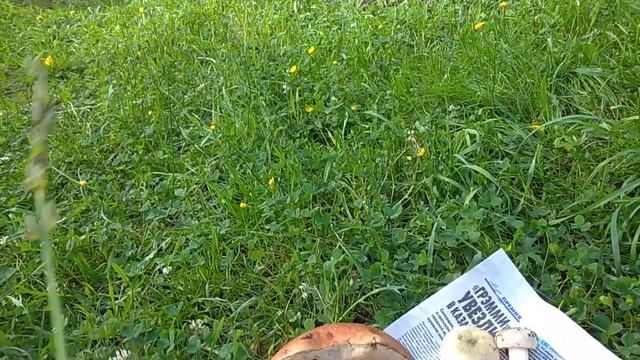 Грибы подосиновики наконец-то появились?. смотреть онлайн