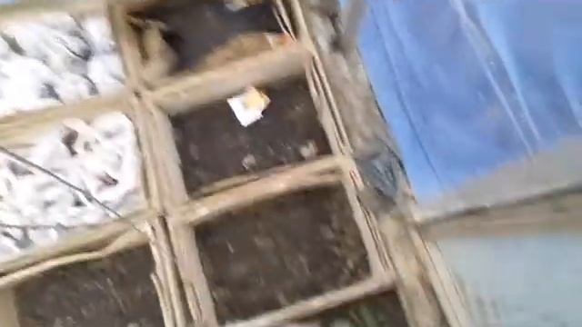 Ассорти. Нежданный гость... Огород. Парник . Рассада. смотреть онлайн