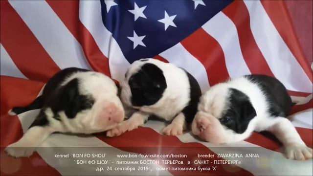 помет Х от 24 09 19 Лука и Дрим смотреть онлайн