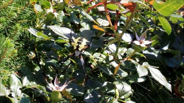 A massive Massachusetts spider: Argiope aurantia смотреть онлайн