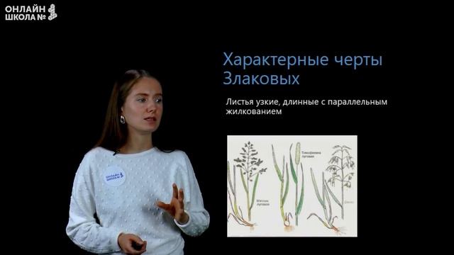 Класс однодольные. Видеоурок 31. Биология 6 класс смотреть онлайн