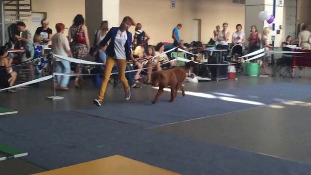 Grand Kaylas Changai - БП 1, Лучший щенок породы! смотреть онлайн