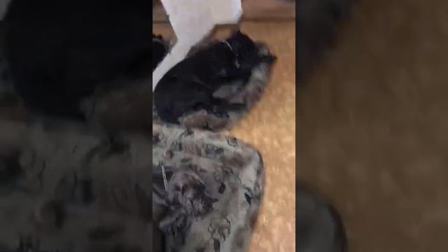Кане Корсо и диван 🙃 смотреть онлайн
