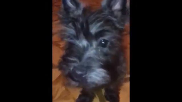 Керн терьера щенки поздравляют с Новым 2018 Годом!! смотреть онлайн
