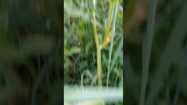 Укрупняется плод на побеге первого растения тыквы сорта Стофунтовая Двадцать Седьмого Июля смотреть онлайн