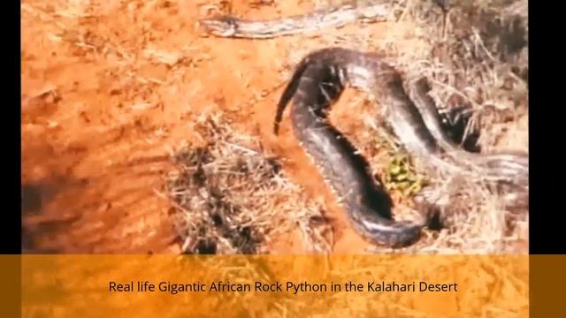 Real Life Giant African Rock Python смотреть онлайн