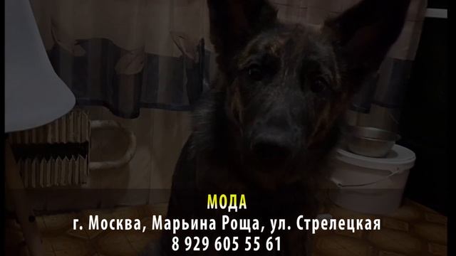 ДОМА! МОДА. Москва, Марьина Роща, ул. Стрелецкая смотреть онлайн