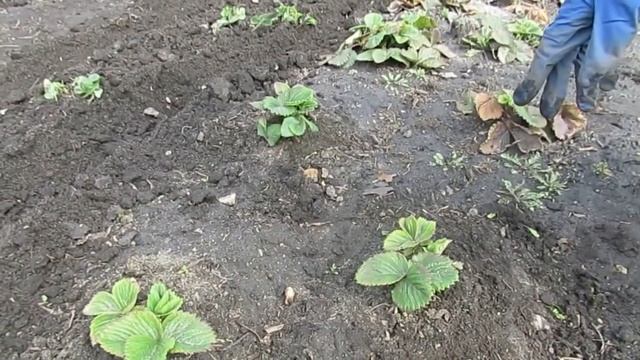 Обработка виктории весной