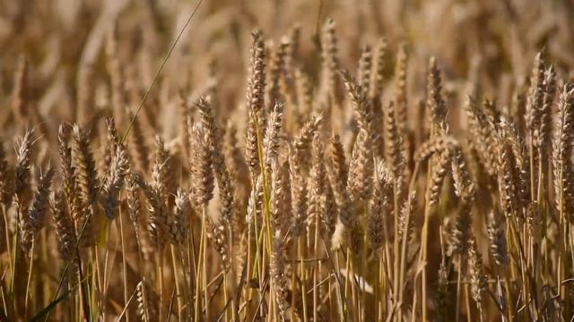 Людей неинтересных в мире нет. Гениальное стихотворение Евгения Евтушенко. СТИХиЯ смотреть онлайн