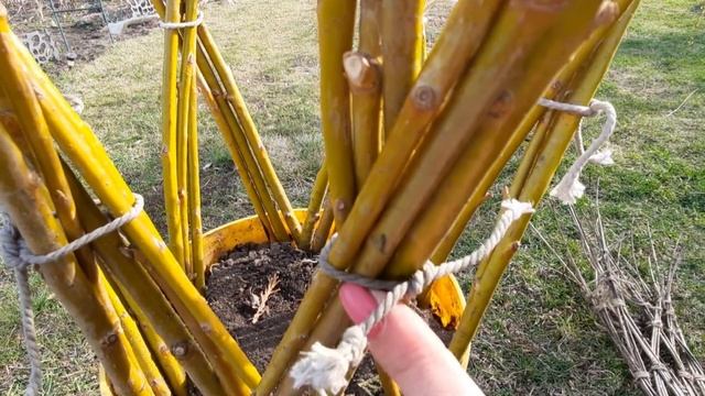 Пришло время плести! Плетёная ива из обычной ивы!