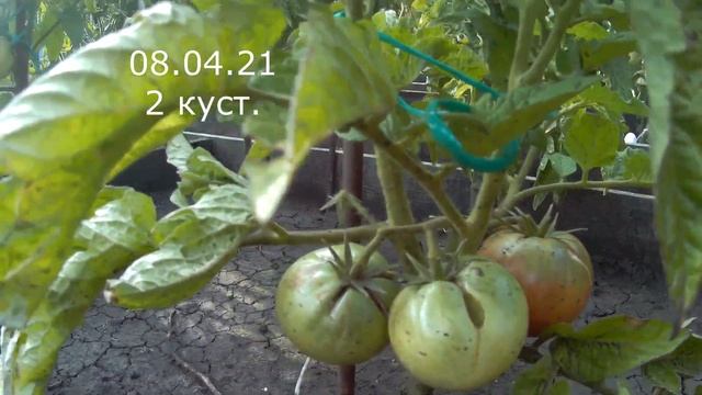 Томат гном Дикий Фред. 2021 Томаты гномы в открытом грунте.