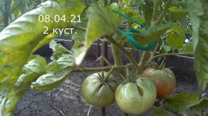 Томат гном Дикий Фред. 2021 Томаты гномы в открытом грунте.