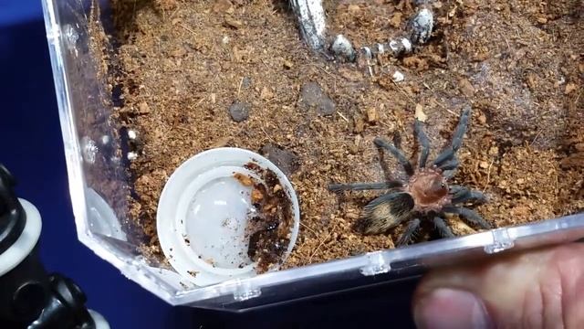 Tarantula Feeding Video. Handful Of Hungry Tarantulas.