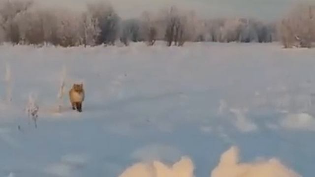 Не всё лисе Масленица. Ямальцы покормили плутовку блинами на зимнике смотреть онлайн