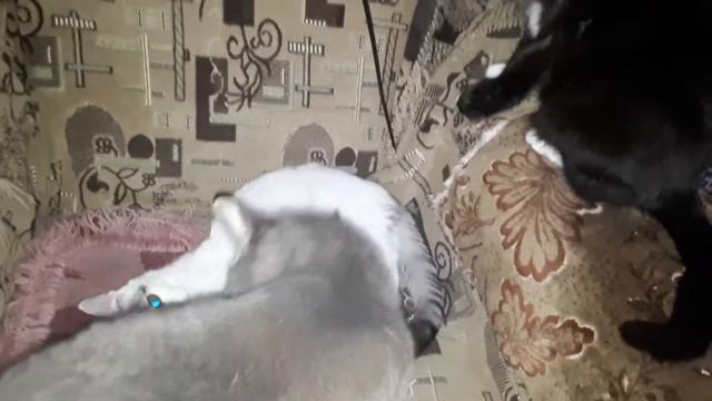 Универсальный кот Матроскин может заменить Егорушке и маму, и друга.... смотреть онлайн
