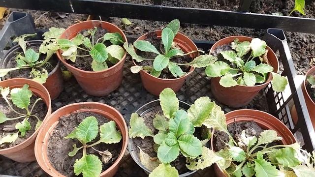 Примула из семян, первый год. Высадка в открытый грунт смотреть онлайн