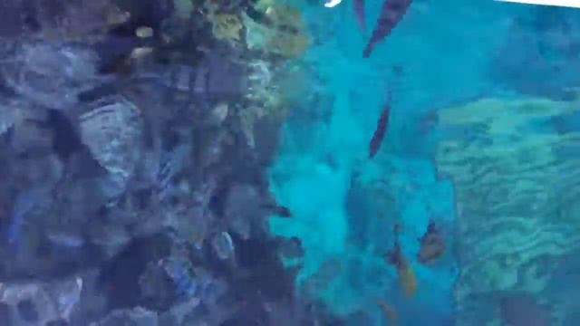Красное море январь 2014 смотреть онлайн