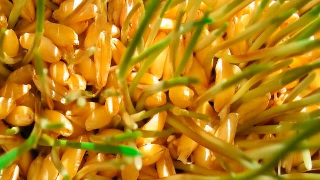 Пророщенная пшеница . Польза или вред смотреть онлайн